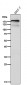 Anti-Complement C3 Monoclonal Antibody